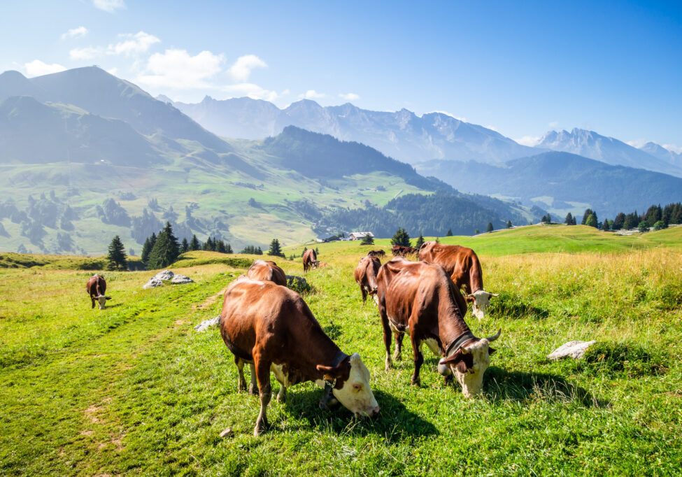 Cows in a mountain field. The Grand-Bornand, Haute-savoie, France
